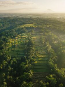 Canggu rice fields with palm trees — scenic Bali destination