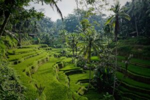 Tegallalang rice terrace in Ubud Bali perfect for private day tour